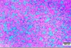 Uniform transverse grain structure Uniform transverse grain structure