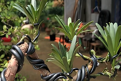 Anodized aluminum wire for bonsai Anodized aluminum wire for bonsai