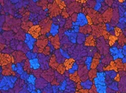 الفحص الدقيق